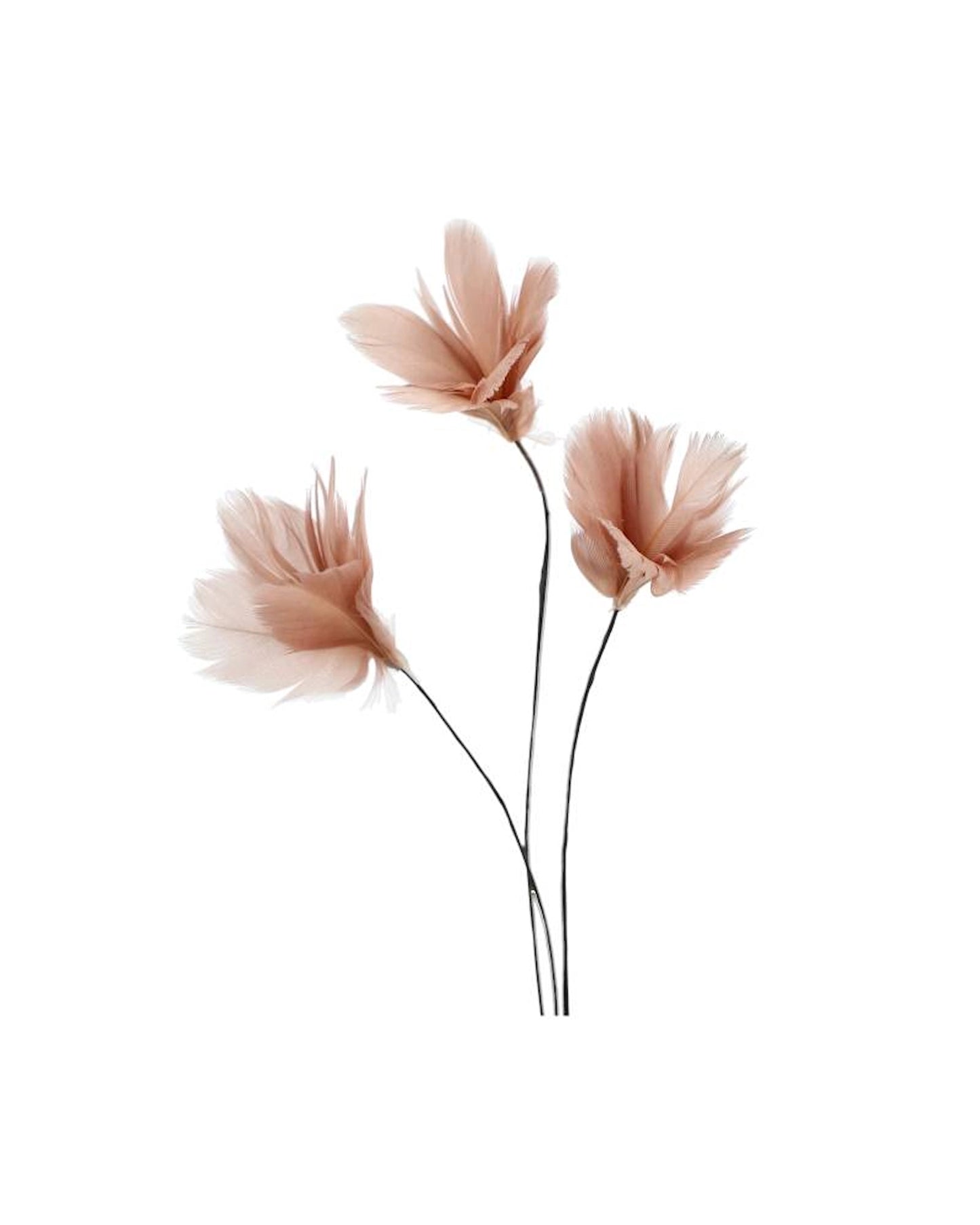 Fjäderblommor mini mullvad 12-pack