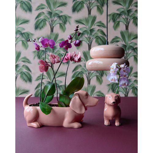 Padova lampa S persikorosa