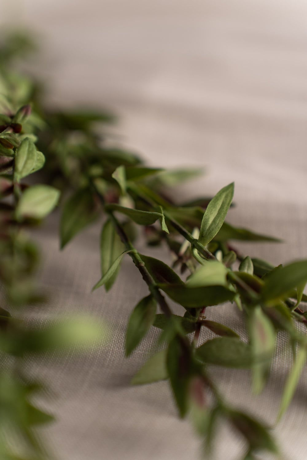 Eucalyptus småbladig