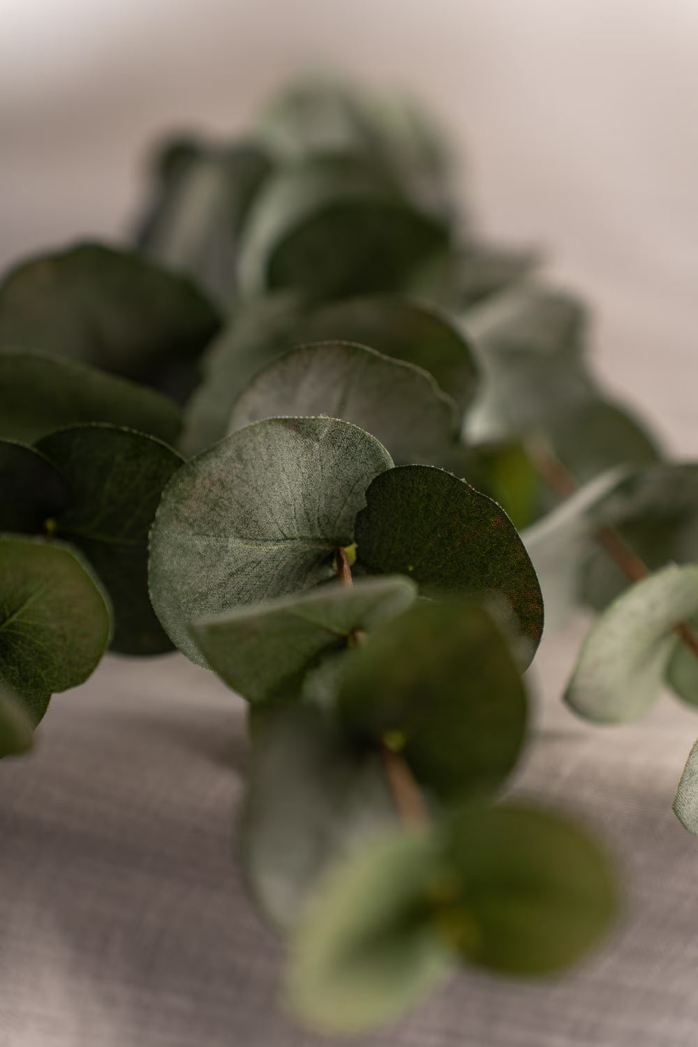 Eucalyptus baby blue