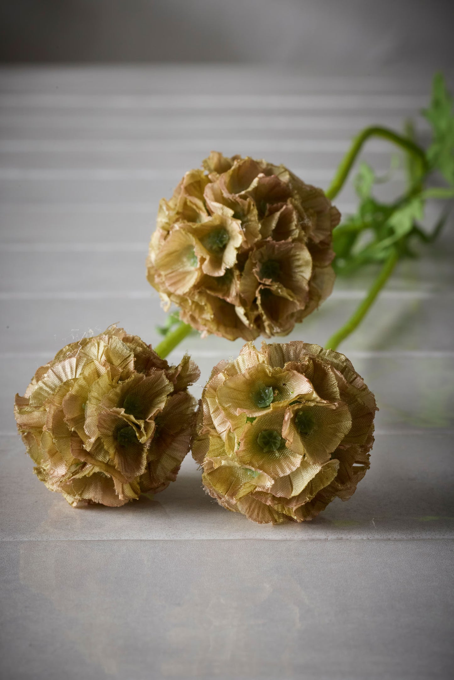 Scabiosa grön
