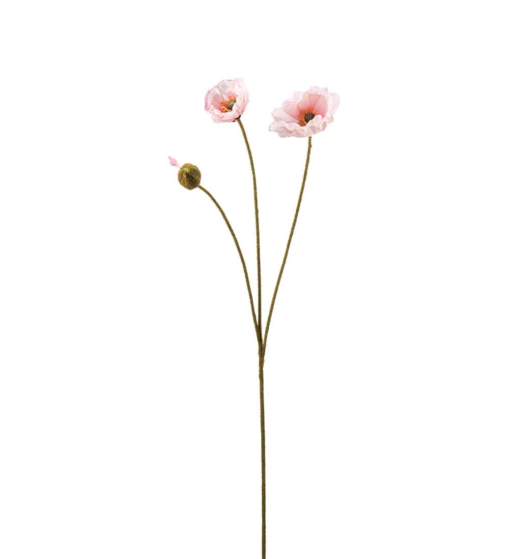 Vallmo flerstänglad ljusrosa