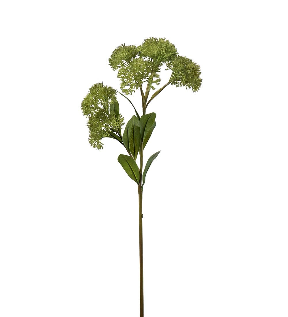 Sedum grön