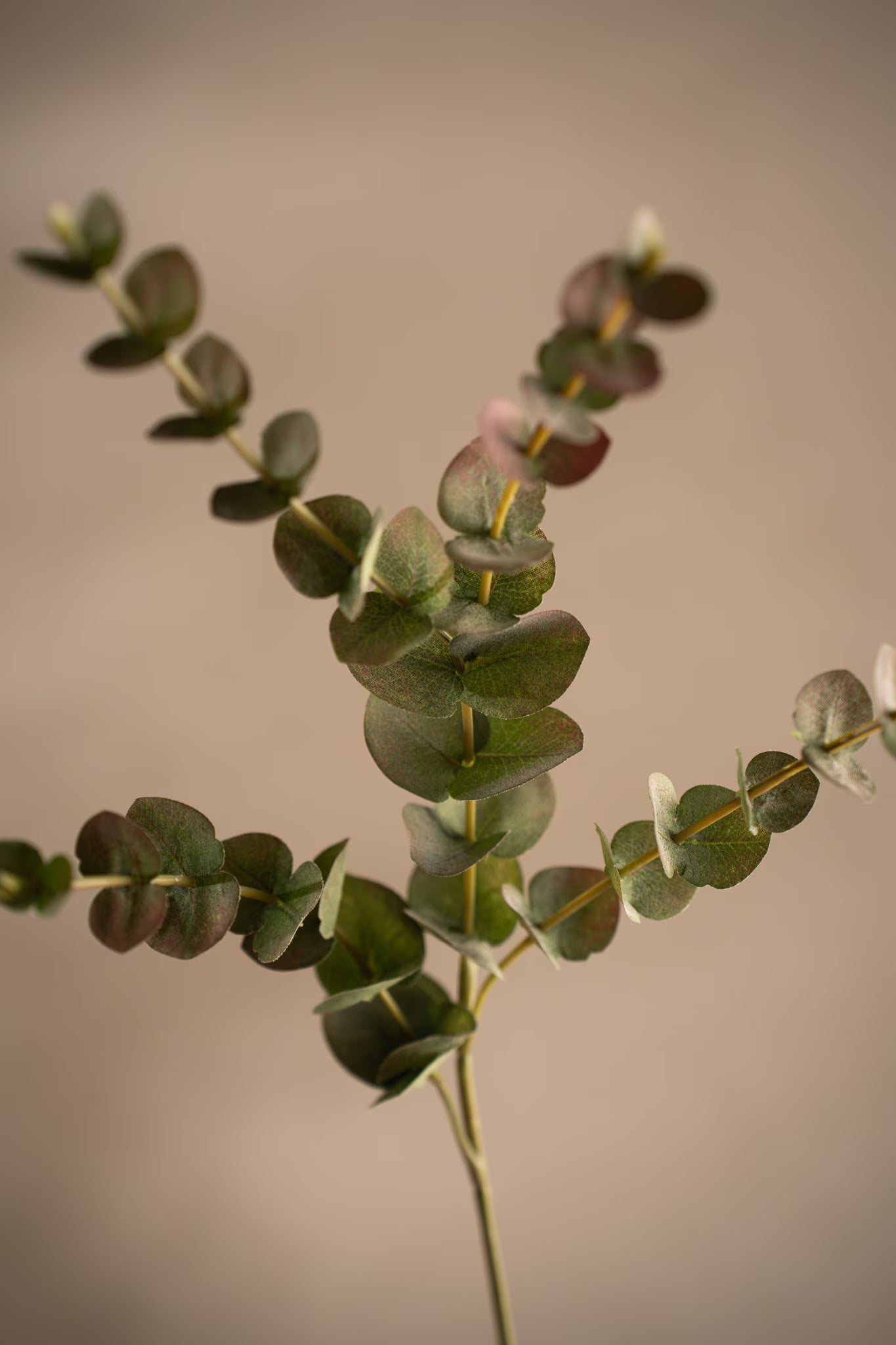 Eucalyptus med rosa toppar S