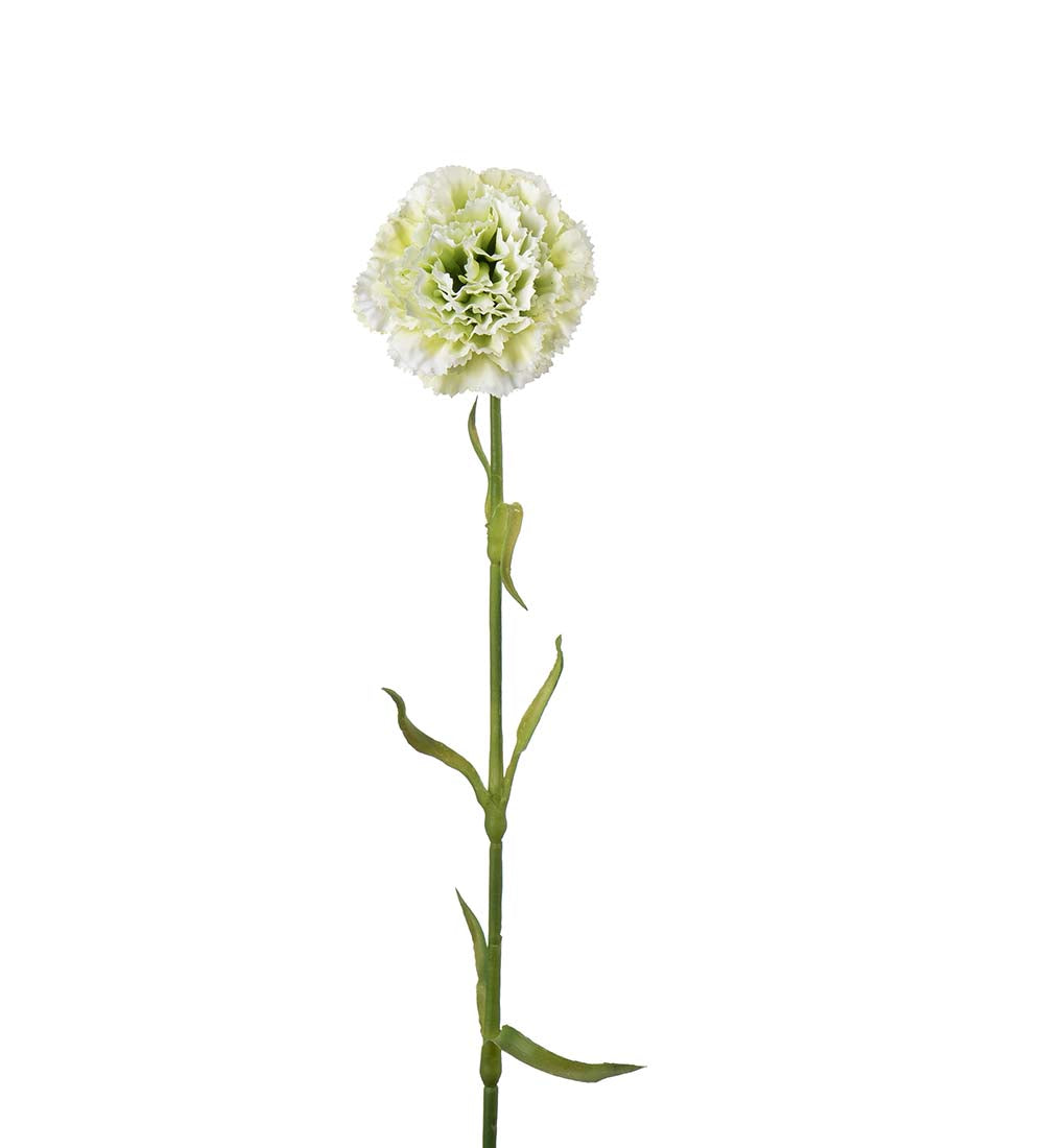Nejlika grön