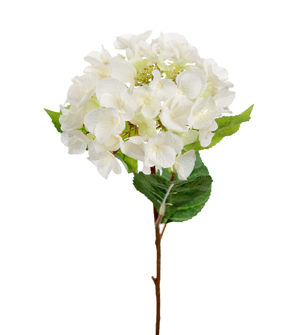 Hortensia vit S