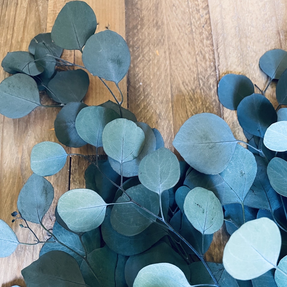 Eucalyptus apple leaves grön 100gr - Konserverade