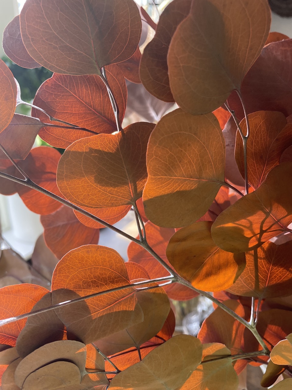 Eucalyptus apple leaves Kopparbrun 100gr - Konserverade