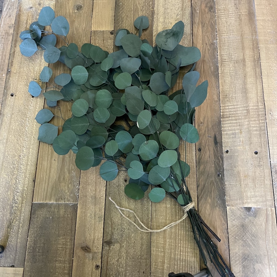 Eucalyptus apple leaves grön 100gr - Konserverade