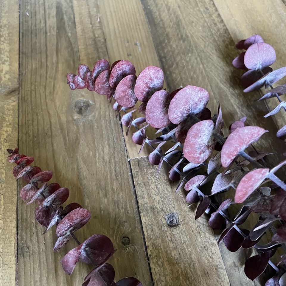Eucalyptus röd 100gr - Konserverade
