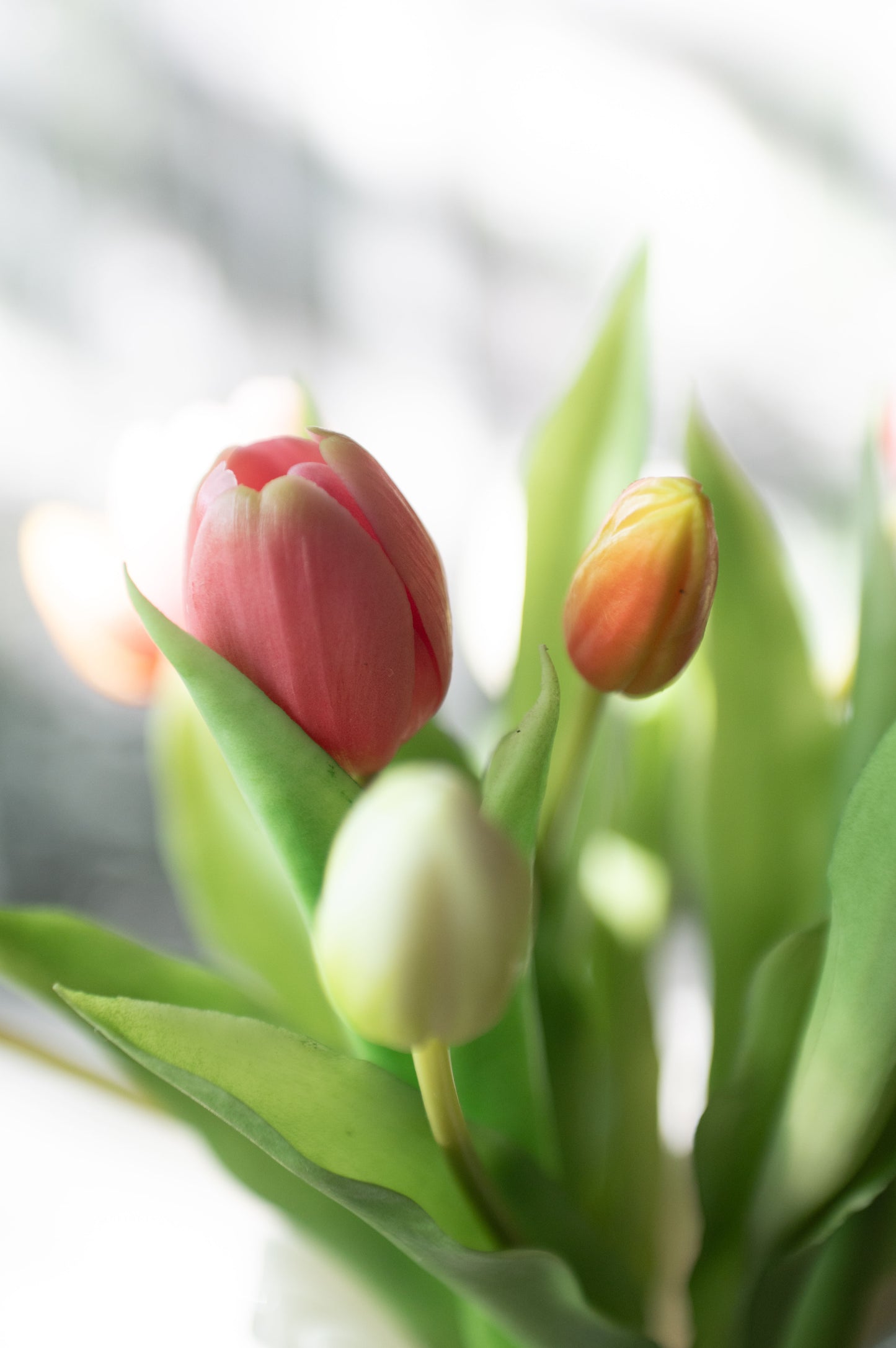 7-pack tulpaner ljusrosa