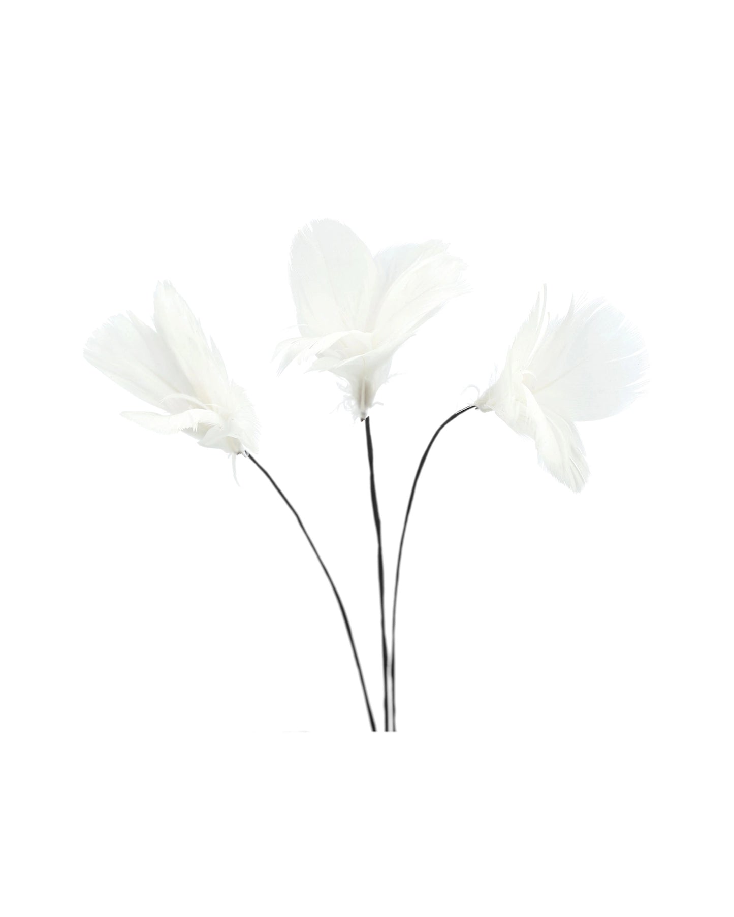 Fjäderblommor mini vit 12-pack