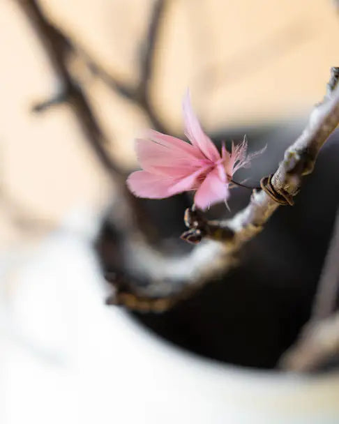 Fjäderblommor mini gammelrosa 12-pack