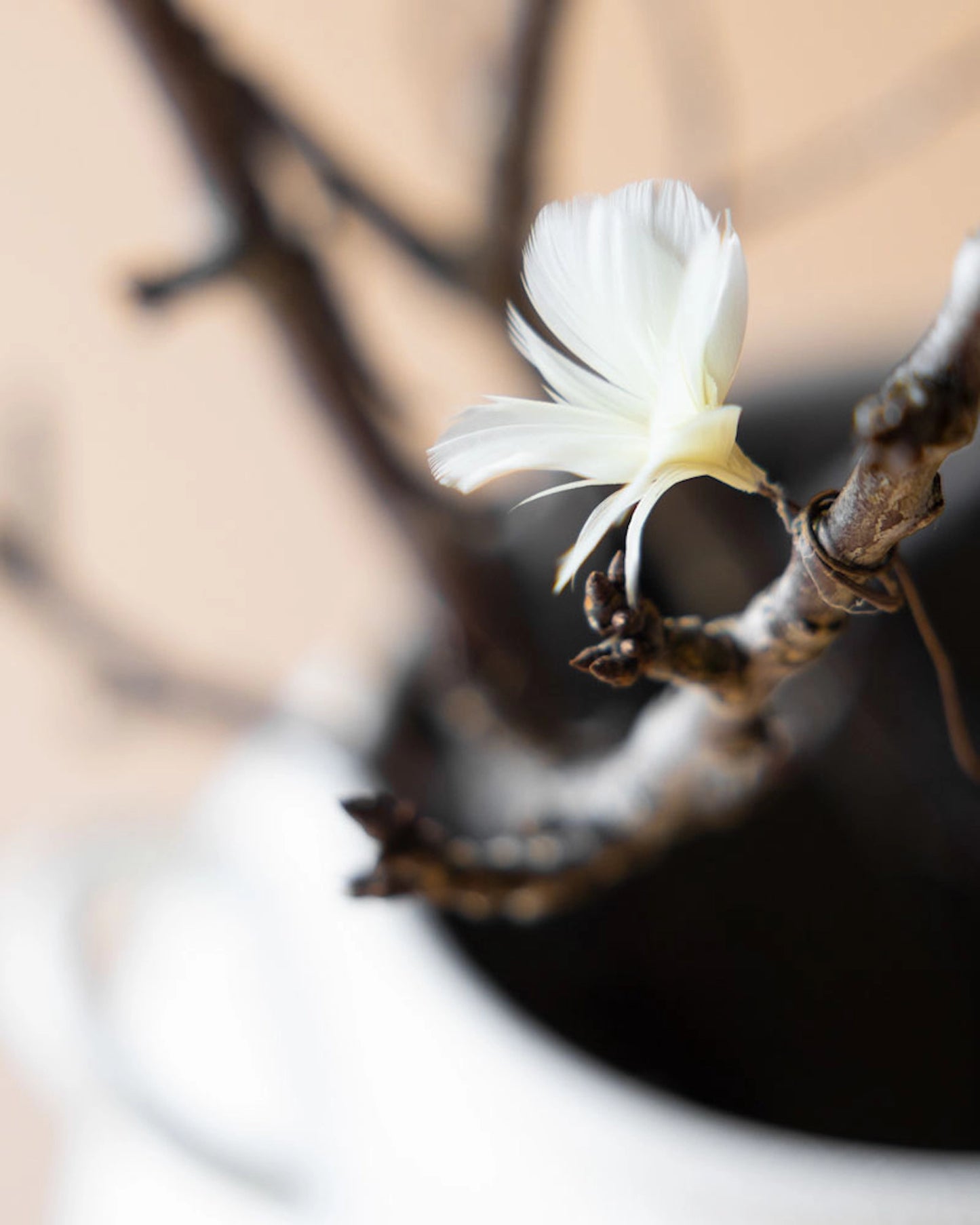 Fjäderblommor mini ljusgul 12-pack