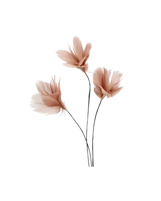 Fjäderblommor mini mullvad 12-pack