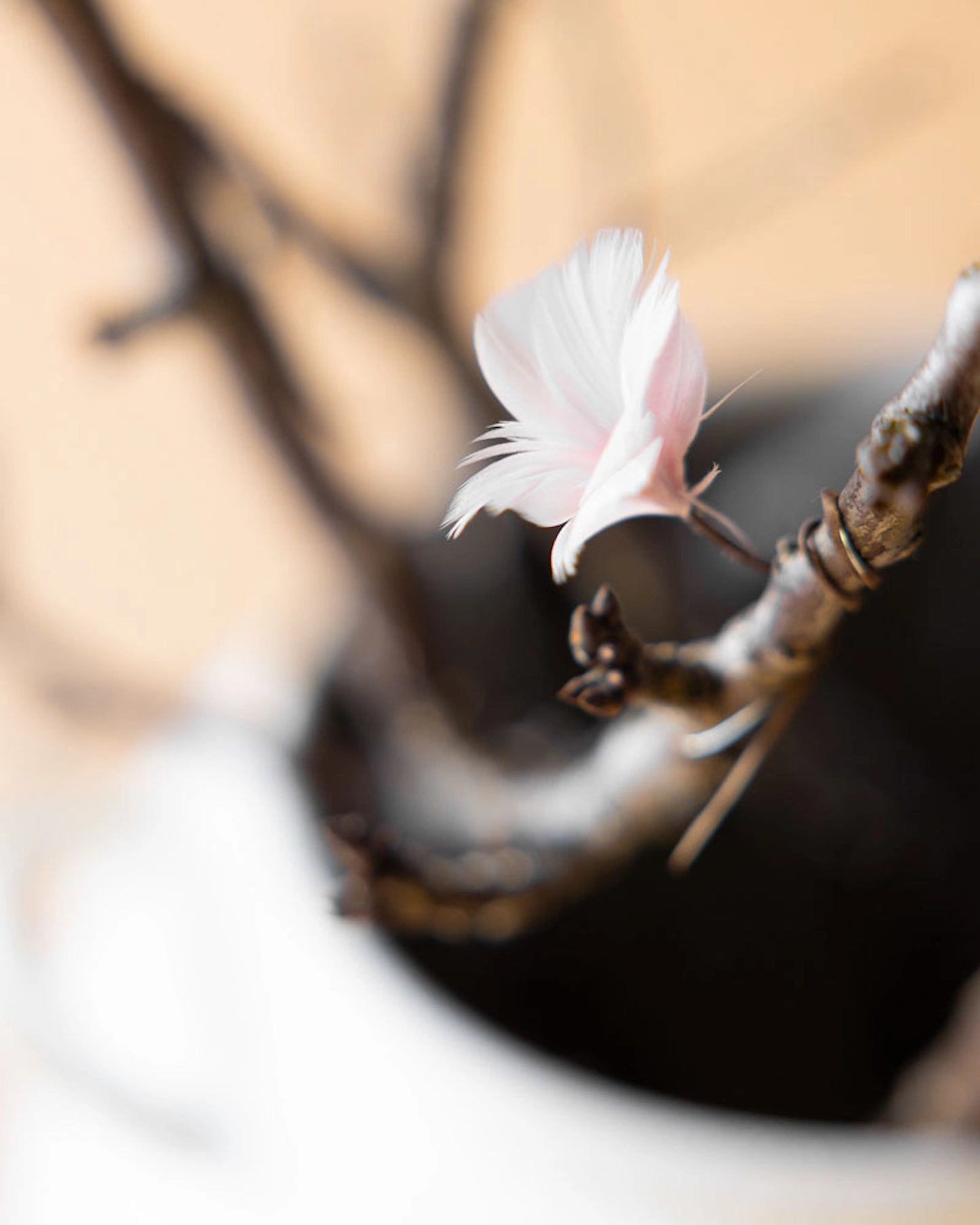 Fjäderblommor mini ljusrosa 12-pack