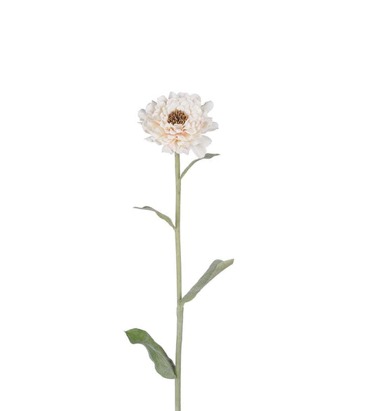 Zinnia ljusrosa/creme