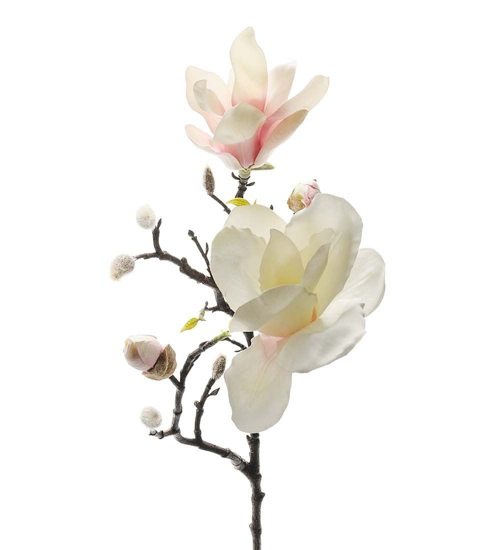 Magnolia ljusrosa 60cm