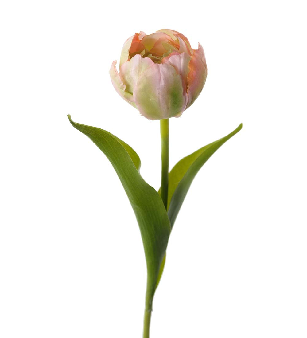 Tulpan ljusrosa