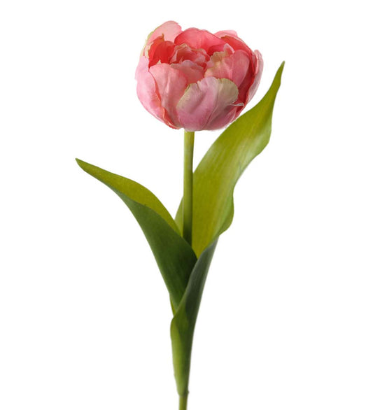 Tulpan rosa