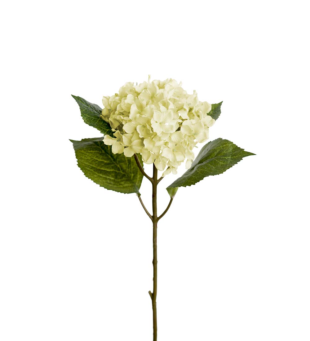 Hortensia vit XS