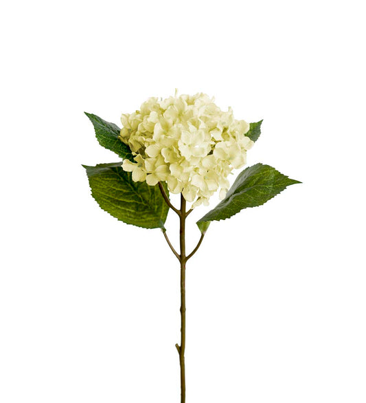 Hortensia vit XS