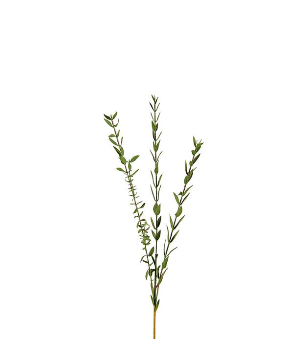 Eucalyptus småbladig