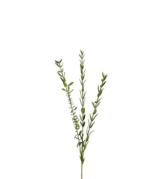 Eucalyptus småbladig