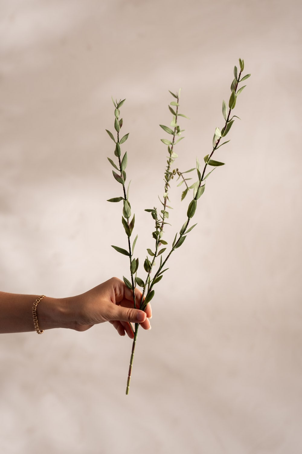 Eucalyptus småbladig