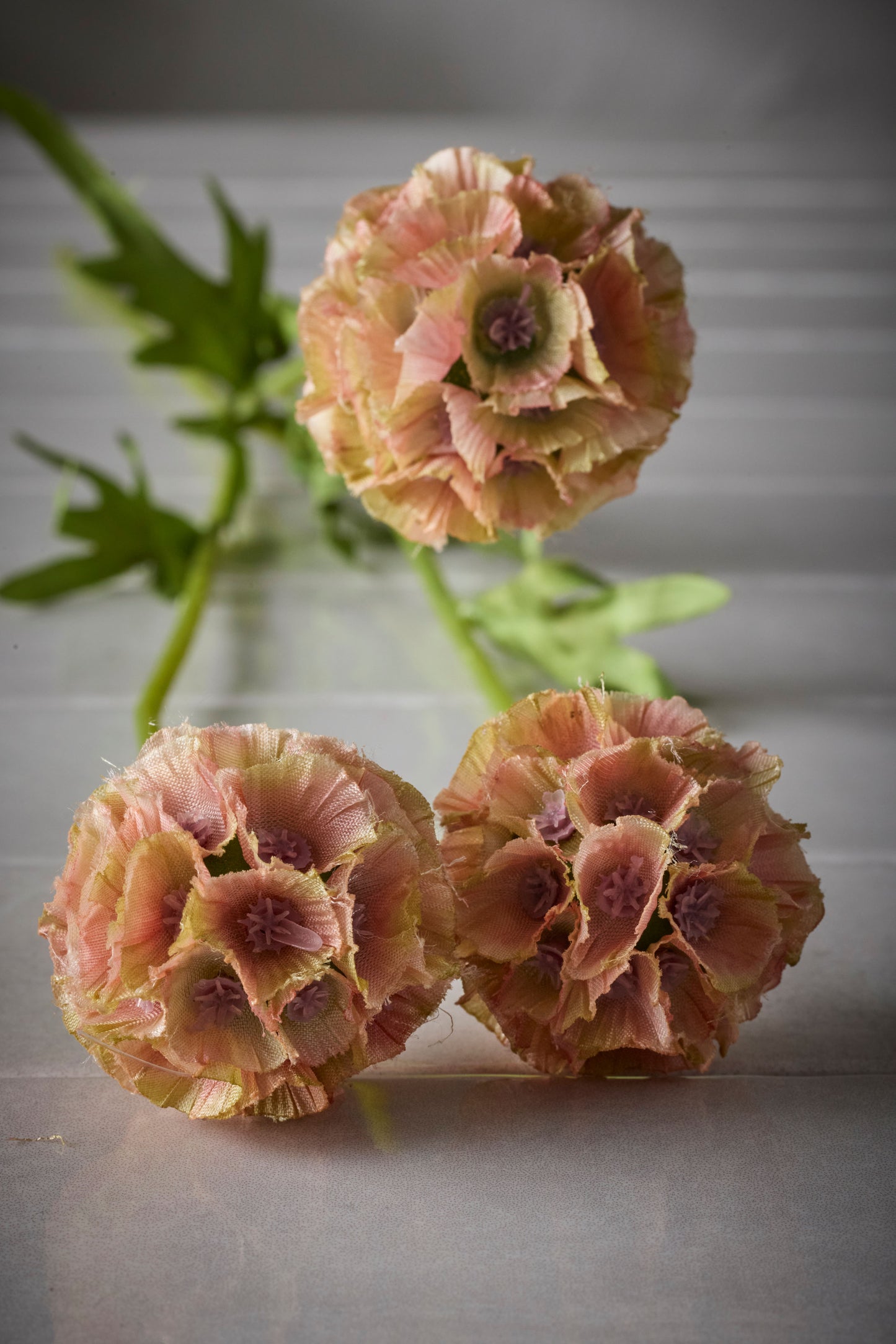 Scabiosa rosa/brun