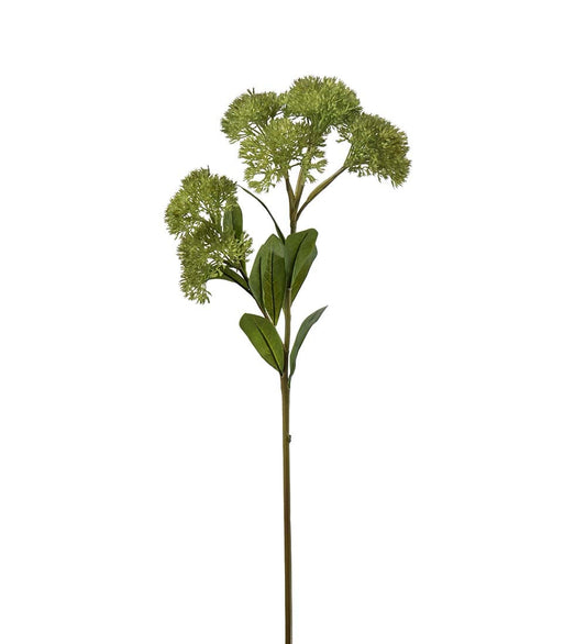 Sedum grön