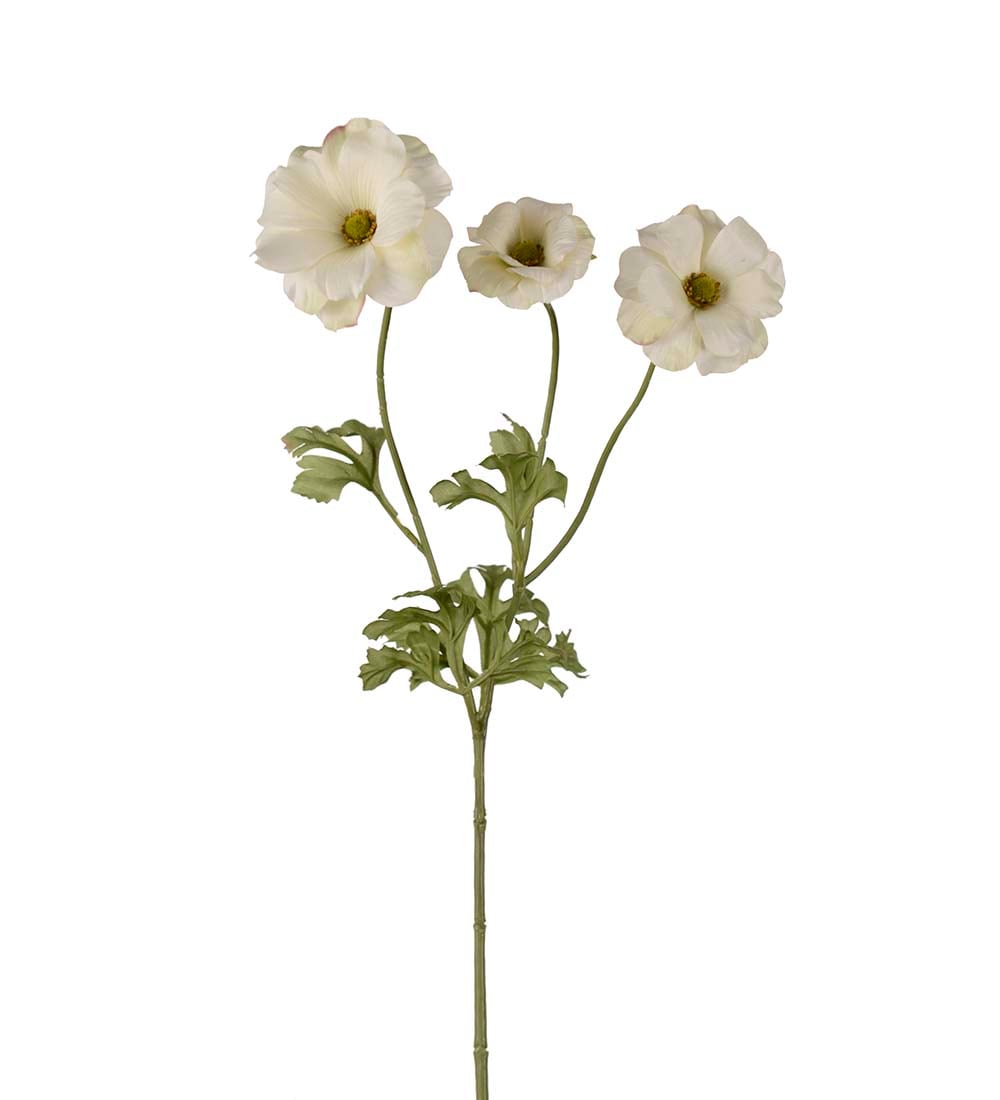 Fjärilsranuncel vit