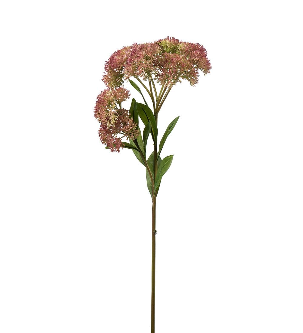 Sedum rosa