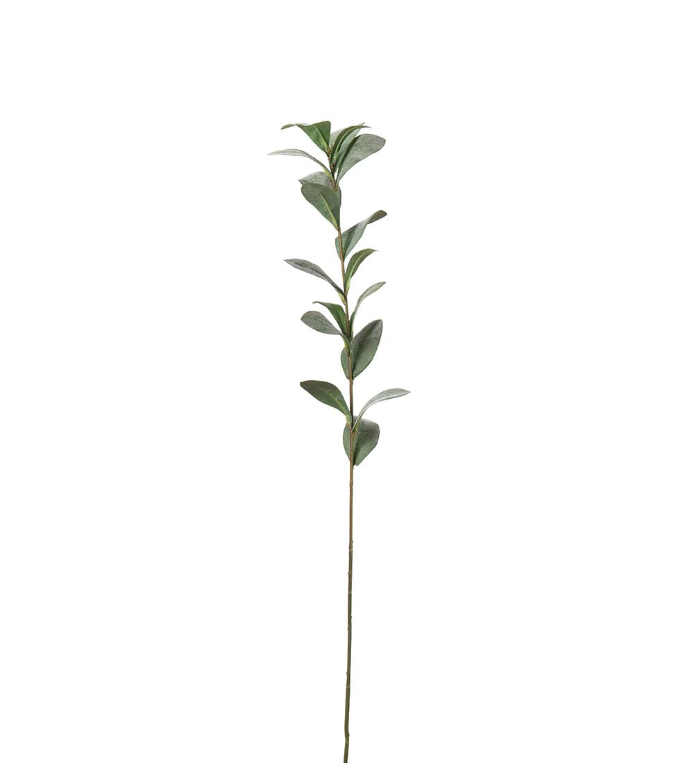 Ruscus grågrön