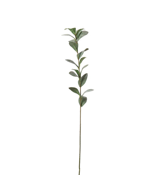 Ruscus grågrön