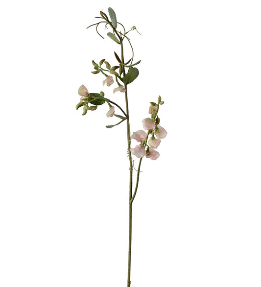 Luktärt rosa