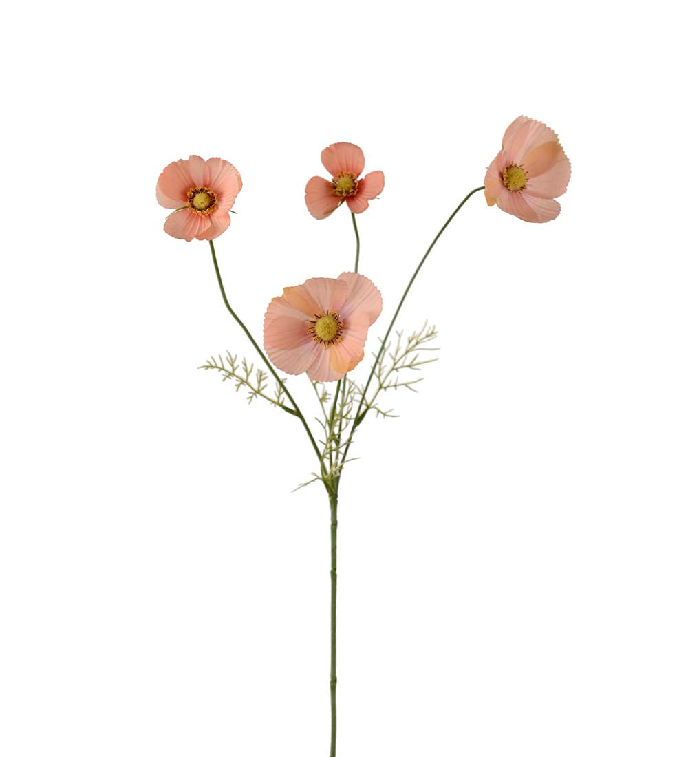 Rosenskära flerstänglad aprikos
