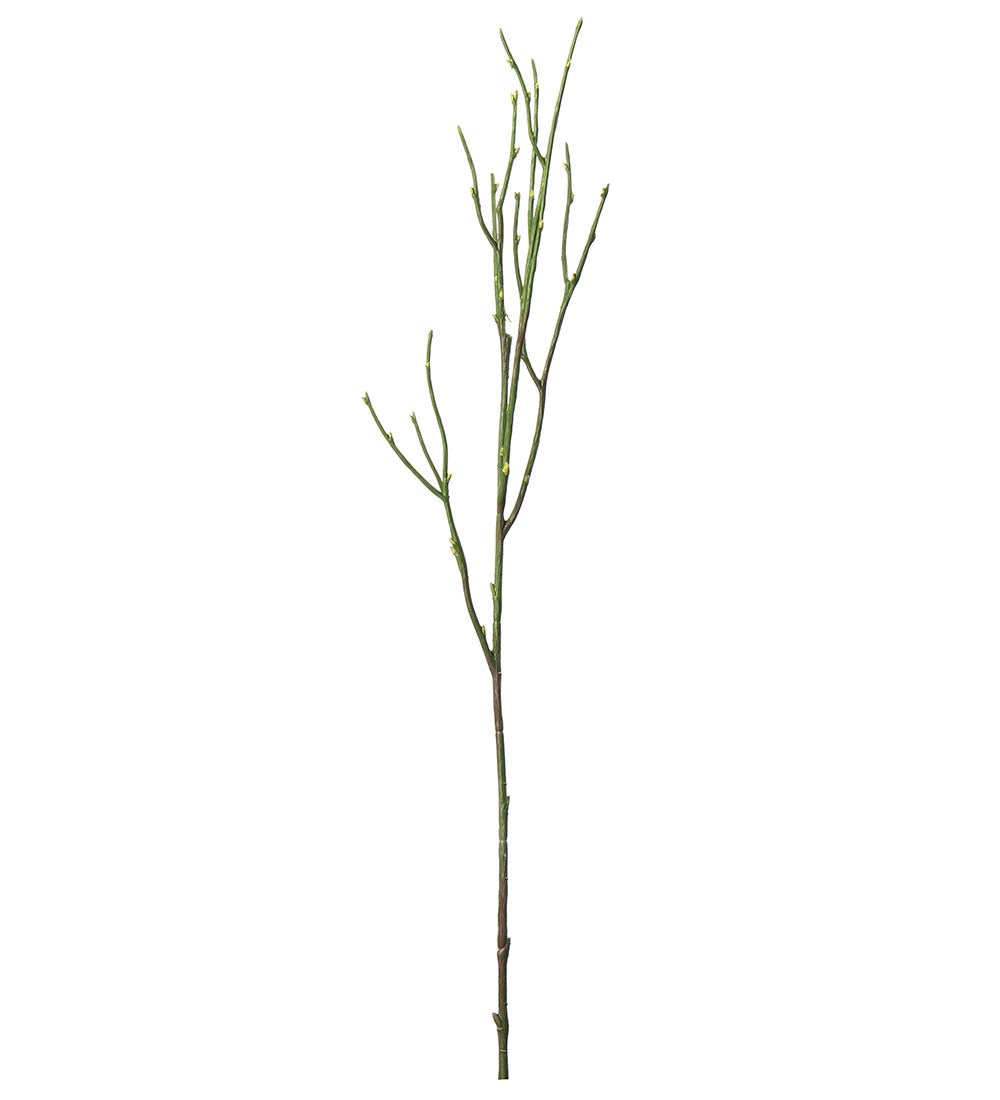 Blåbärsris