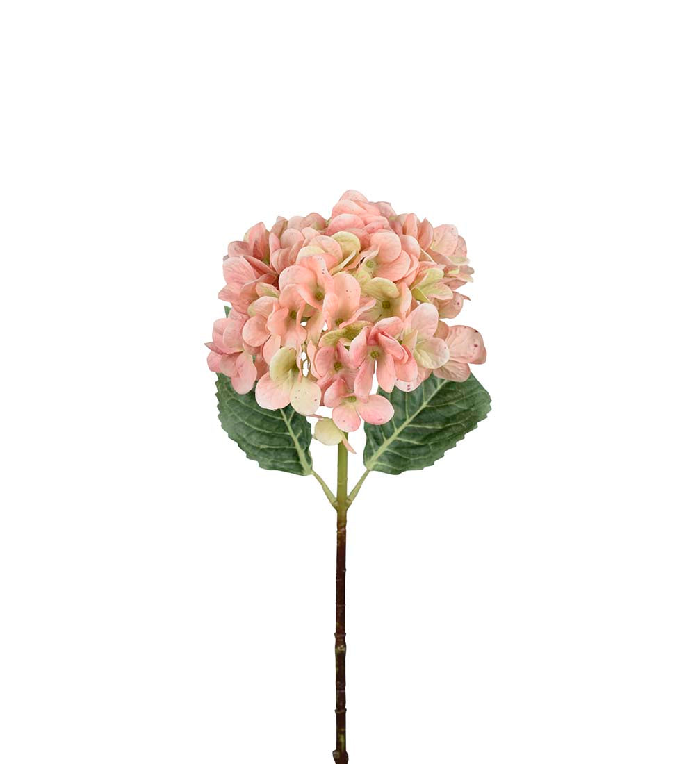 Hortensia rosa