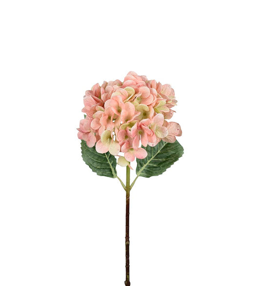 Hortensia rosa