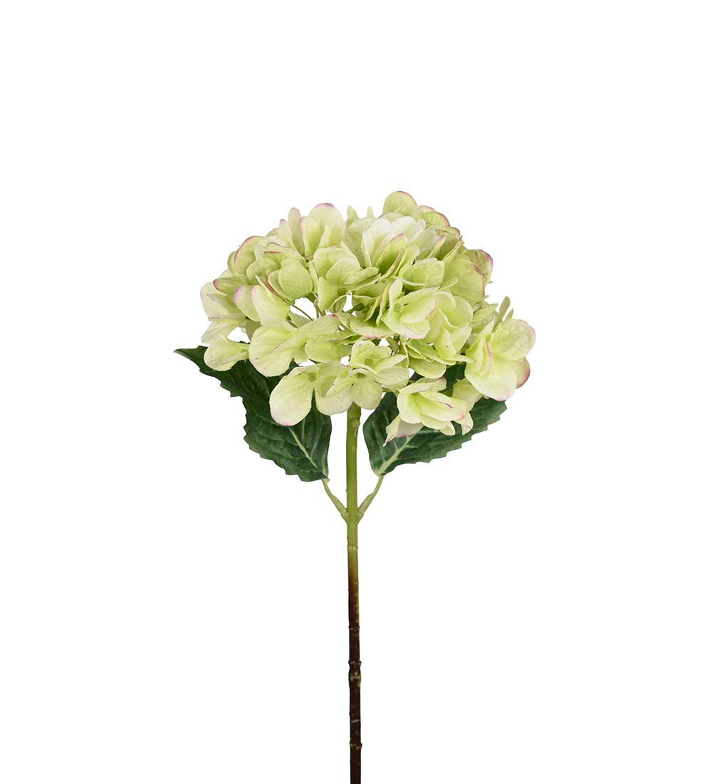 Hortensia grön