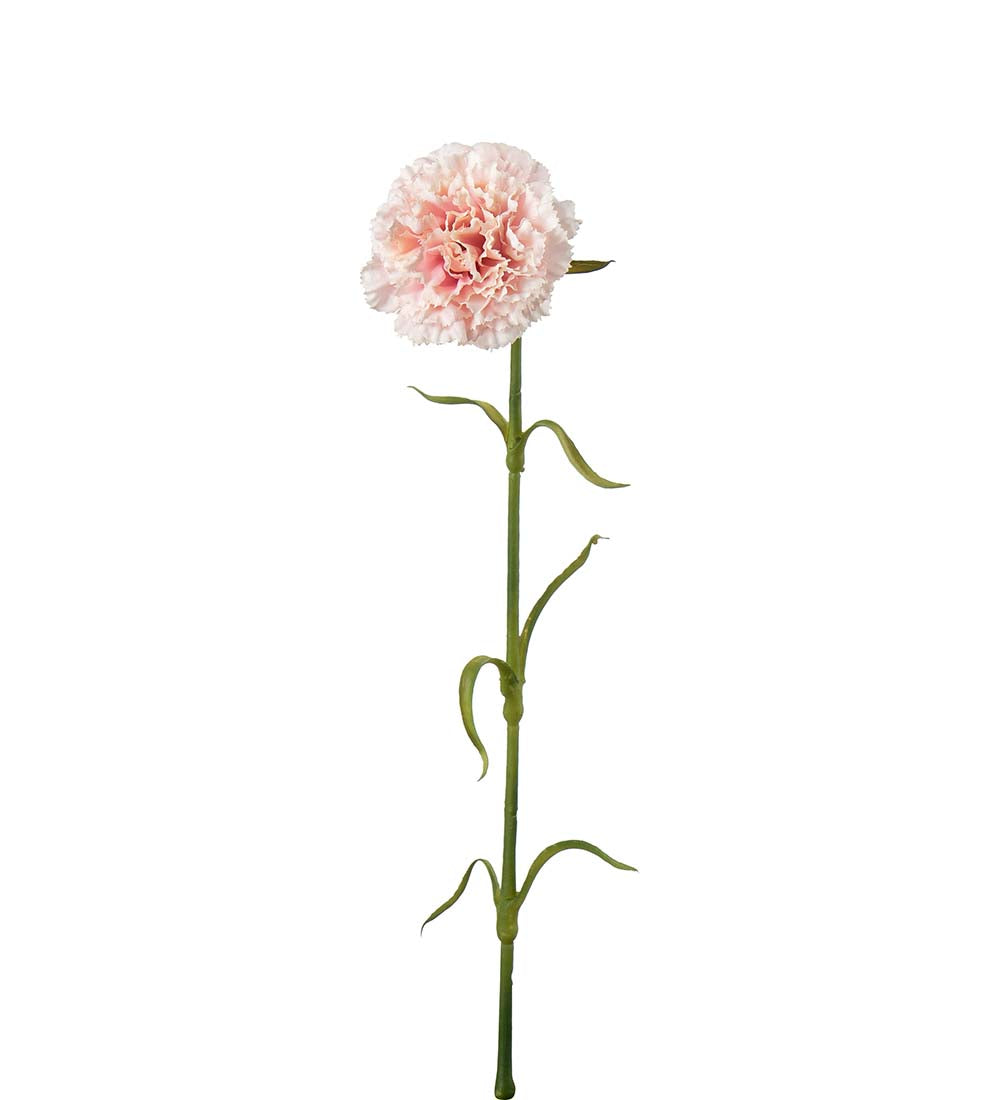 Nejlika rosa