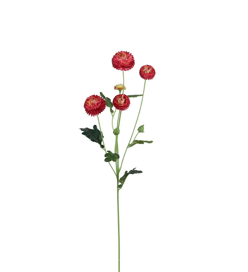 Chrysanthemum röd småblommig