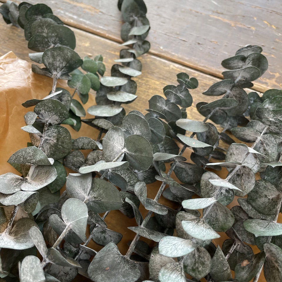Eucalyptus grön 100gr - Konserverade