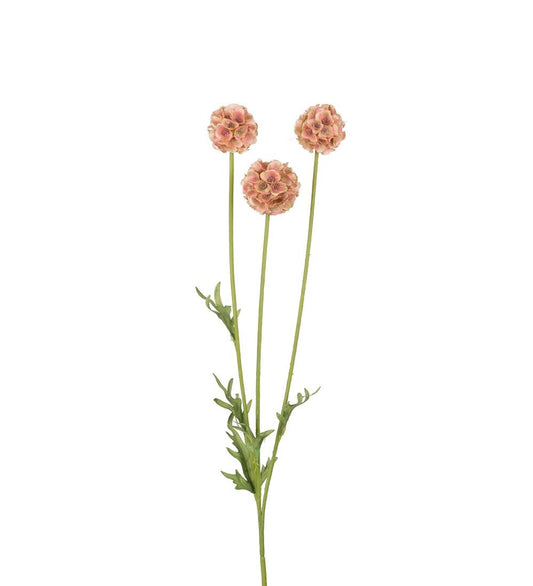 Scabiosa rosa/brun