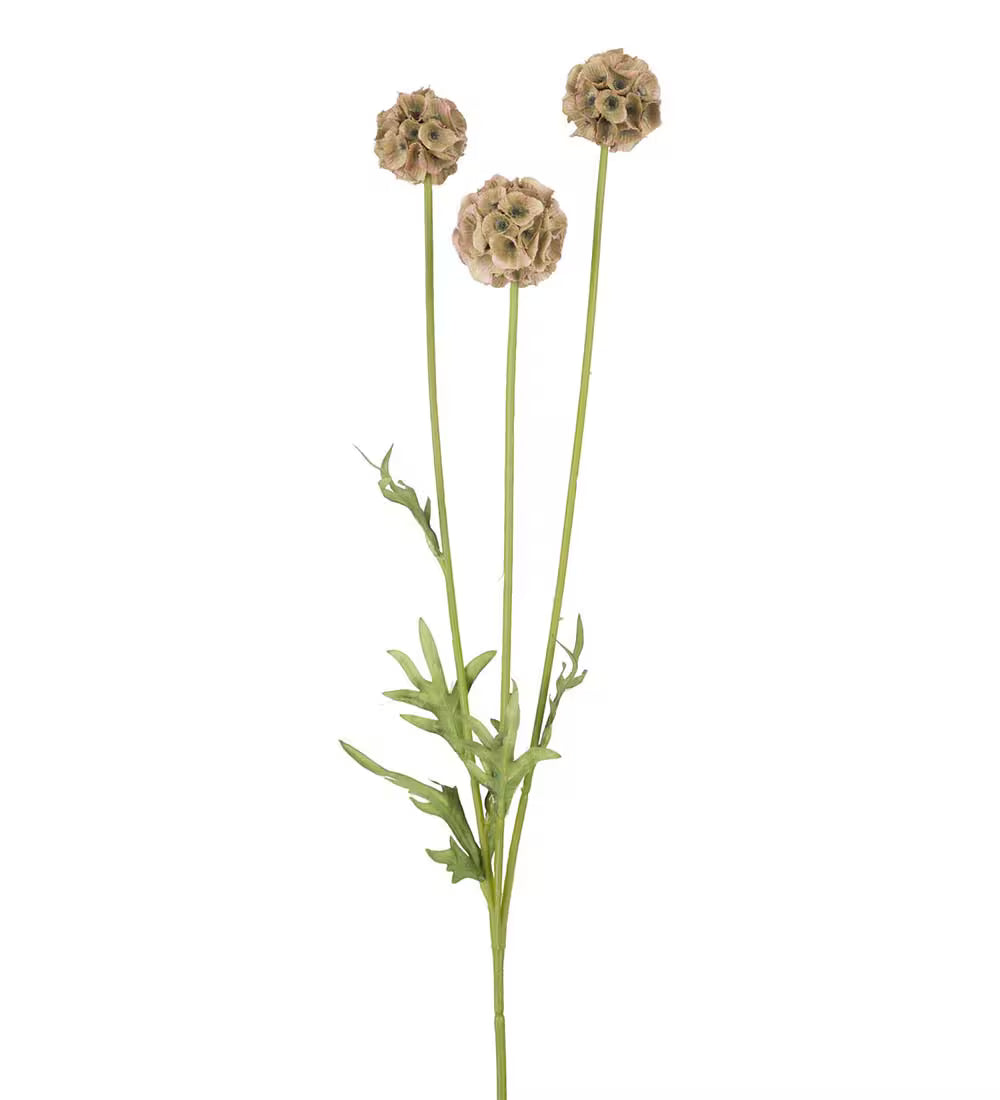 Scabiosa grön