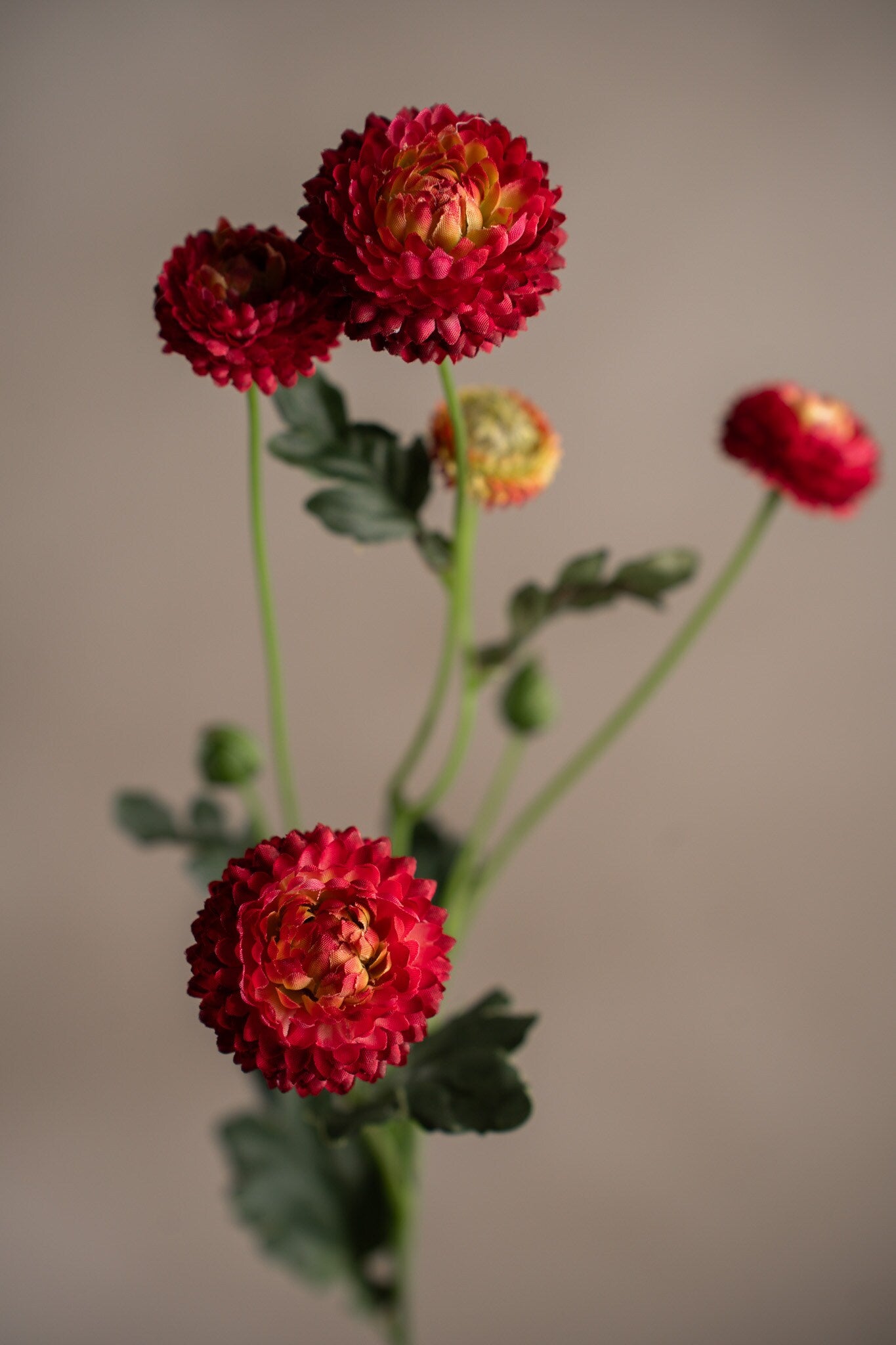 Chrysanthemum röd småblommig