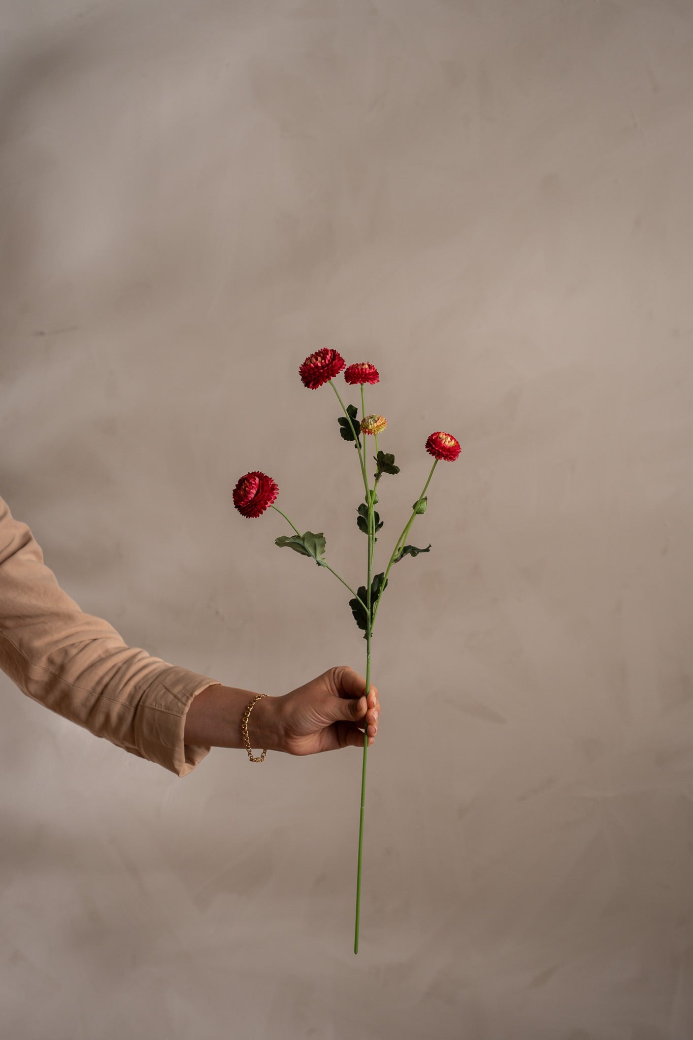 Chrysanthemum röd småblommig