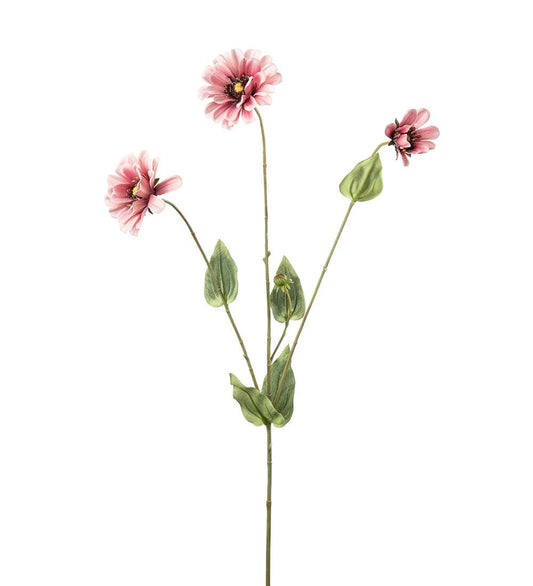 Zinnia flerstänglad rosa