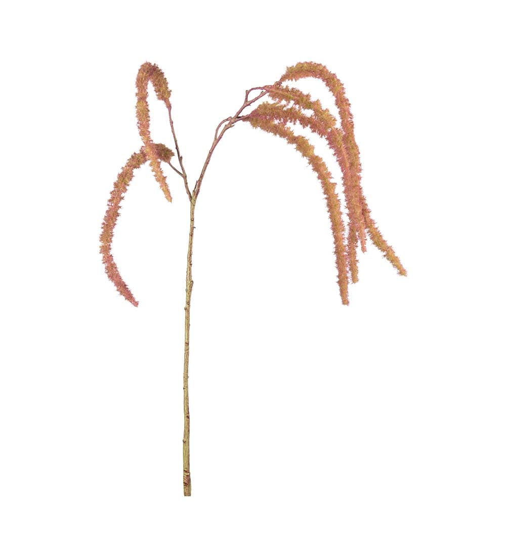 Amaranthus röd S